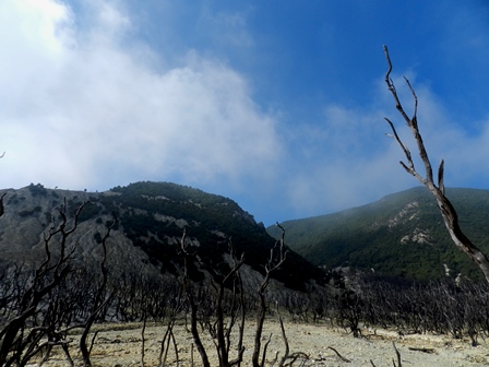Hutan Mati sisa erupsi Papandayan, Garut (Dok. pribadi)